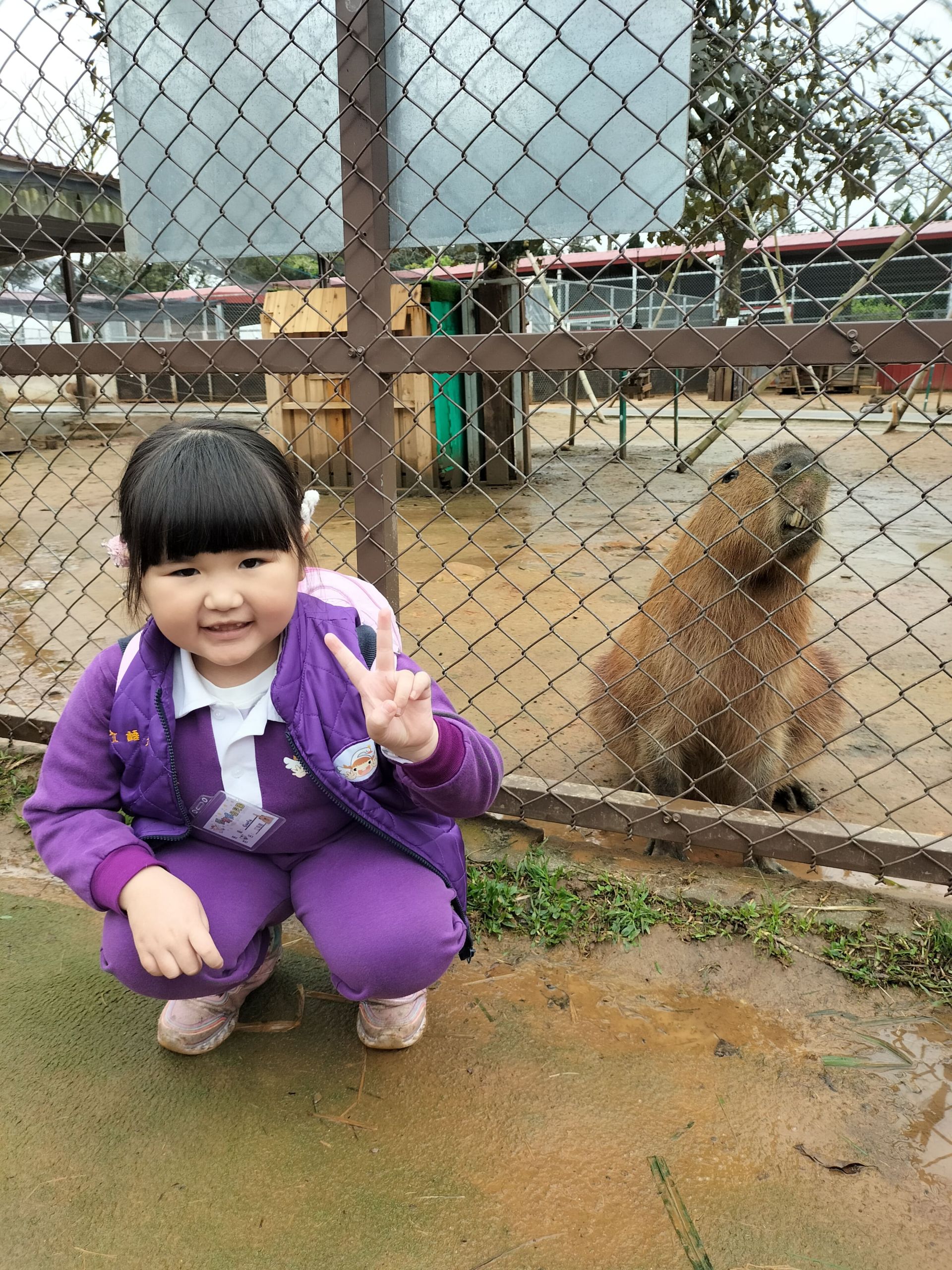 Goofy114.03.14埔心牧場-卡比巴拉-1