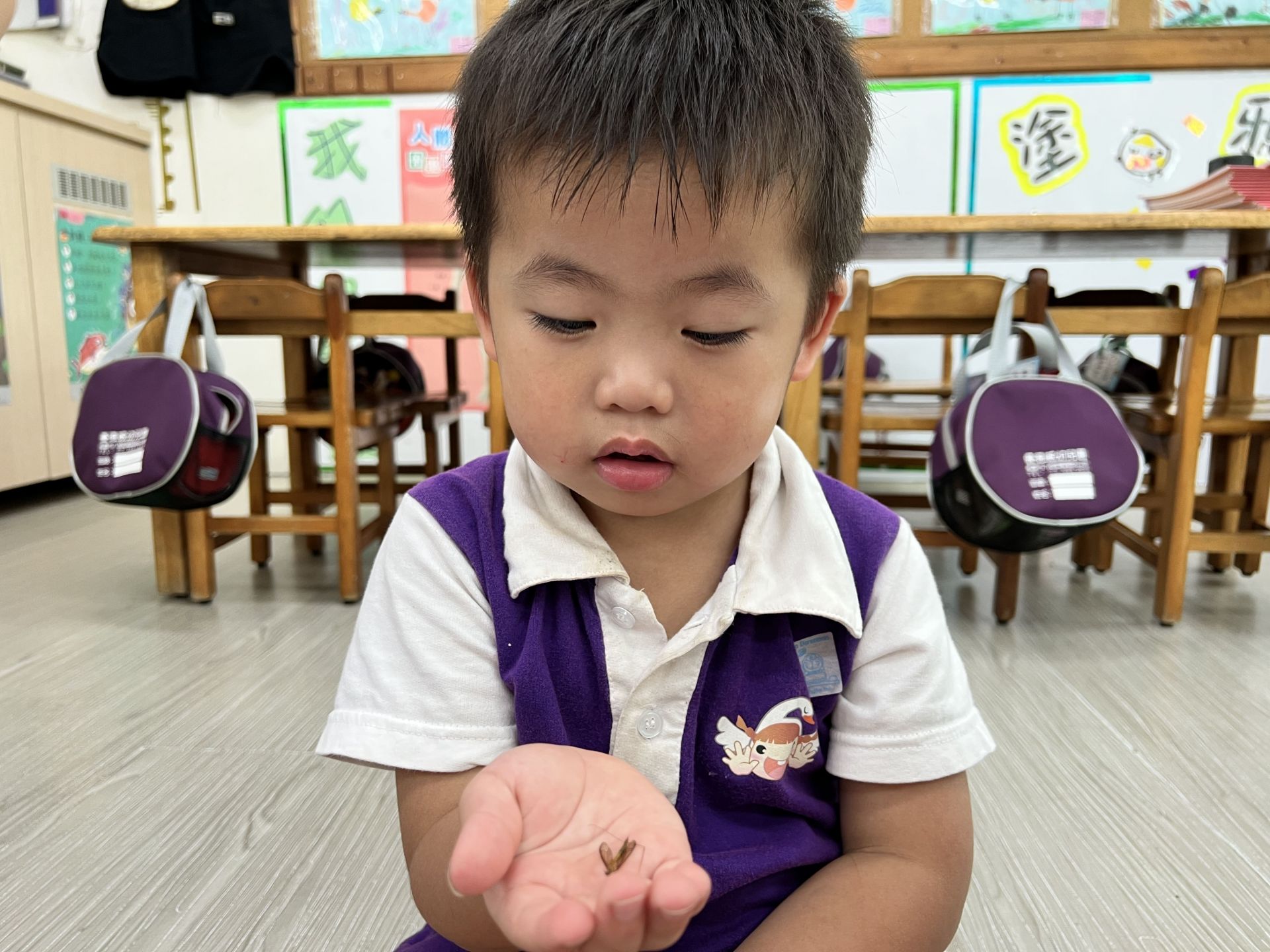 Yoyo-115.05.21認識蚊子與牛蚊差異-觀察昆蟲